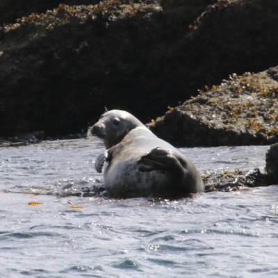 Seal resting on rocky shore with surrounding water.