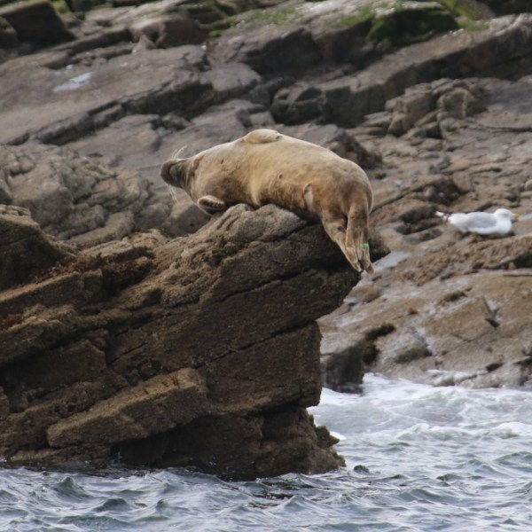 Seal lying on rock by the water with gulls nearby.