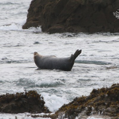 Seal resting on rocky shore surrounded by ocean waves.