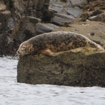 Seal resting on a rocky shore by the water.