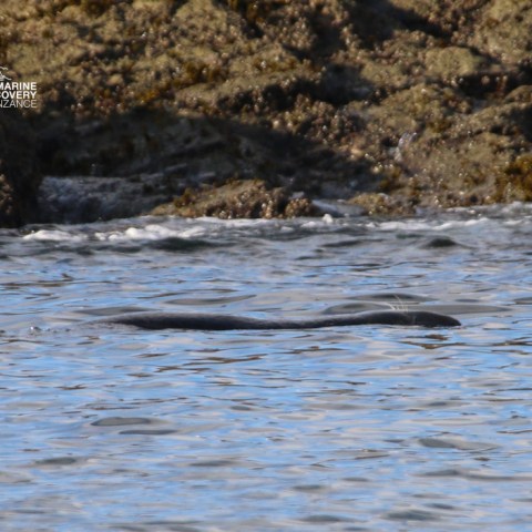 Seal swimming near rocky shore in calm water.