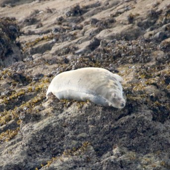 Seal resting on a rocky shore with seaweed.