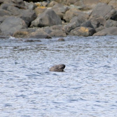Seal's head peeking above water near rocky shoreline.