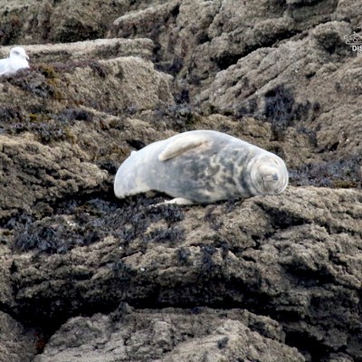 Seal resting on rocky shore with a bird nearby.