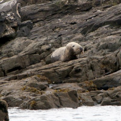 Seal resting on rocky shore by the water's edge.