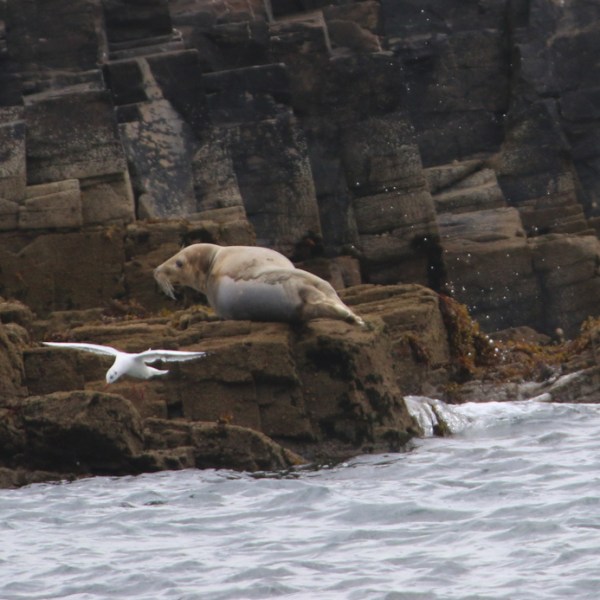 Seal resting on rocks by the sea with a flying seagull.