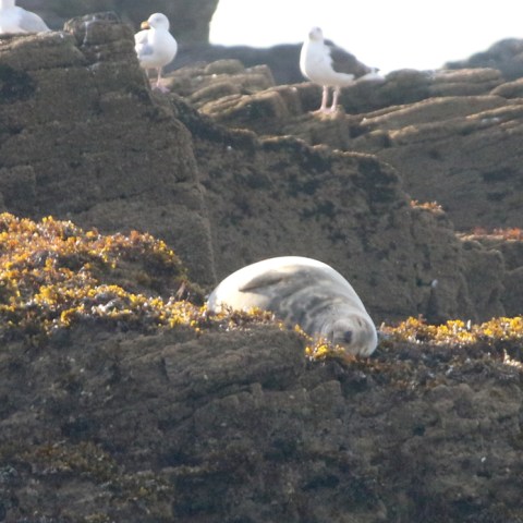 Seal resting on rocky shore with seagulls nearby.