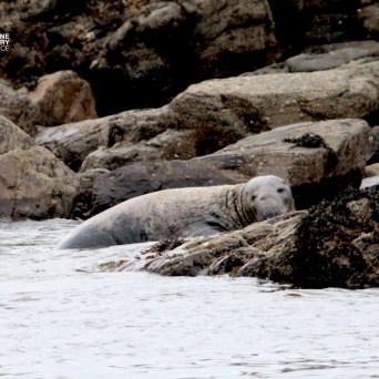 Seal resting on rocky shore by the water.