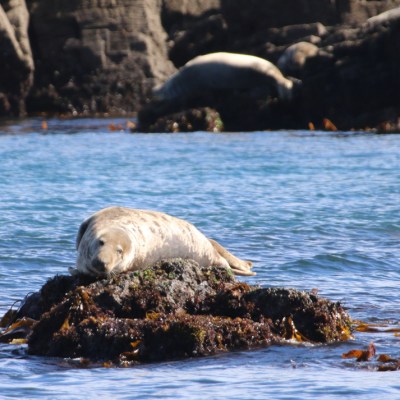 Seal resting on a rock in the water, with rocky background.