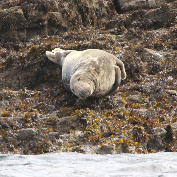 Seal resting on rocky shore with seaweed.