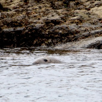 Seal head peeking above water near rocky shore.