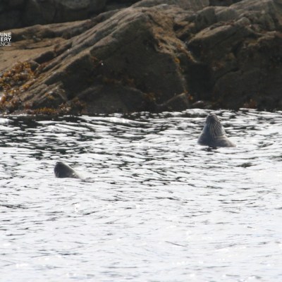 Two seals swimming near rocky shoreline.