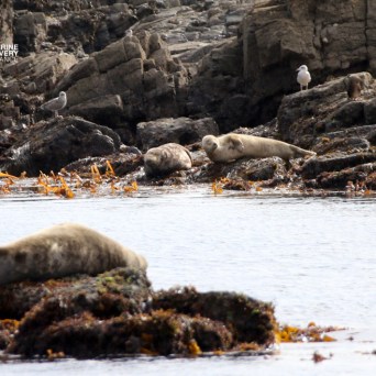 Seals resting on rocky shoreline, seaweed and seagulls visible.