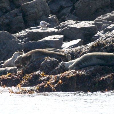 Seals resting on rocky shore with seaweed and a seagull nearby.
