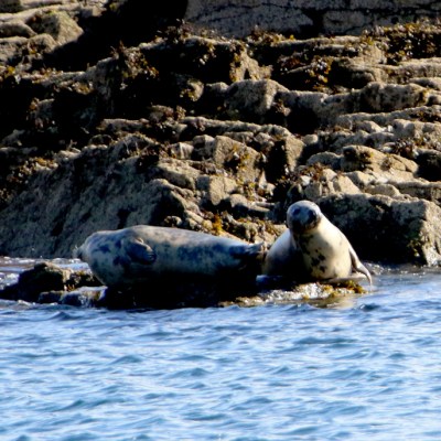 Two seals resting on rocky shoreline by the water.