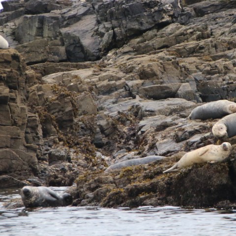 Seals resting on rugged, rocky shoreline by the water.