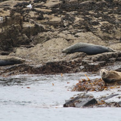 Seals resting on rocky shore with seaweed and water.