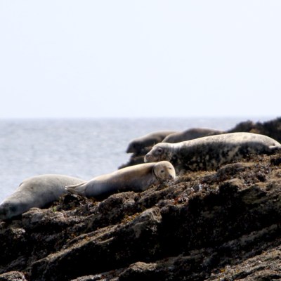 Seals resting on rocky shoreline with ocean background.
