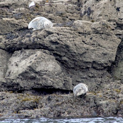 Two seals resting on rocky shoreline with seaweed.