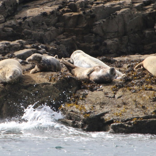 Several seals resting on rocky shore with waves nearby.
