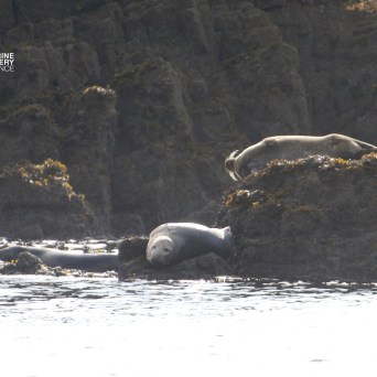 Seals resting on rocky shoreline near water, with rugged cliffs in background.