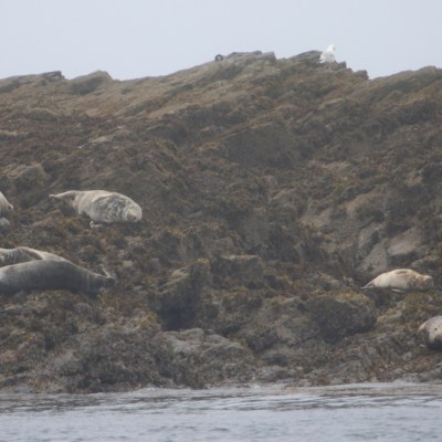 Seals resting on rocky shore with seaweed and a seagull in the distance.