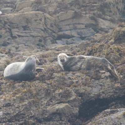 Two seals resting on rocky shoreline.