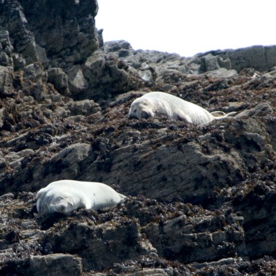 Two seals resting on rocky coastline with seaweed.