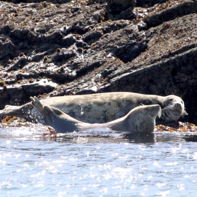 Two seals sunbathing on rocky shore with seaweed.