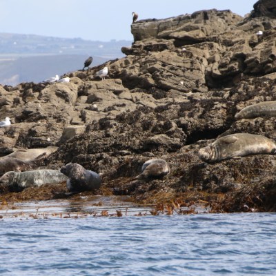 Seals resting on rocky shore with seaweed and birds.