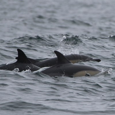 Three dolphins swimming together in the ocean waves.