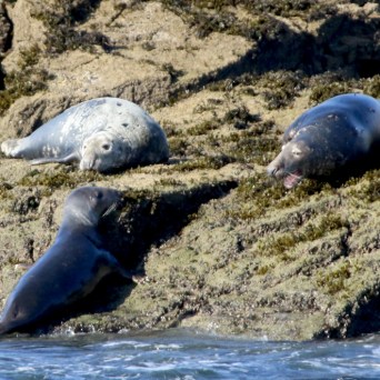 Three seals resting on rocky coastline with water below.