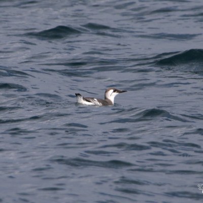 Seabird swimming on wavy ocean surface.
