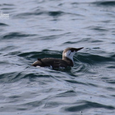 Bird swimming in choppy sea, facing right.