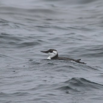 Seabird with dark plumage swimming on choppy ocean waters.