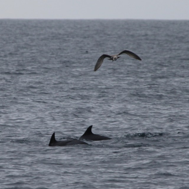 Two dolphins swimming in the ocean with a bird flying overhead.