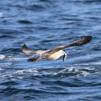 Seabird flying over ocean waves.