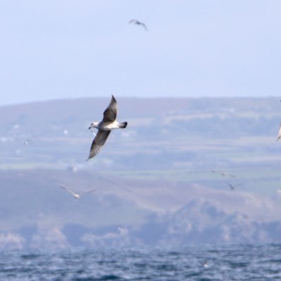 Seabirds flying over the ocean with distant hills in the background.