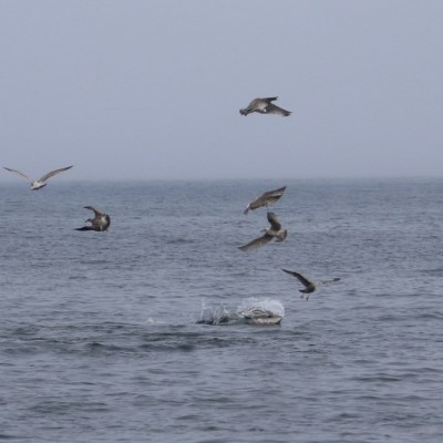 Seagulls flying over calm ocean water with a small white float visible.