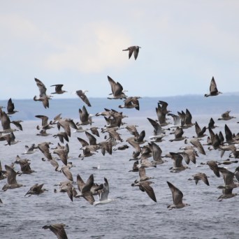 Large flock of birds flying over the ocean on a cloudy day.
