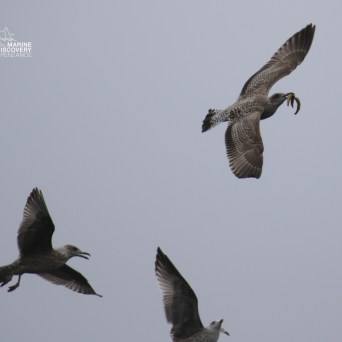 Three seagulls flying against a gray sky.