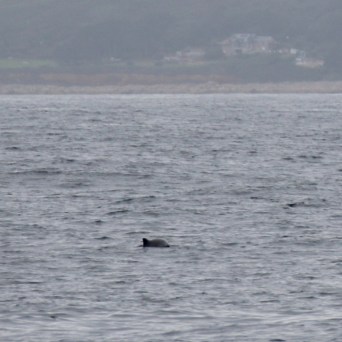Dolphin fin visible above water in the ocean near a distant coastline.