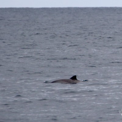 Dolphin fin breaking the surface of the ocean on a cloudy day.