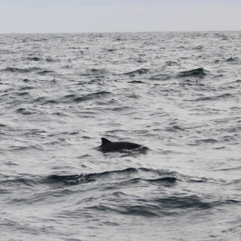 Dolphin fin visible above choppy ocean waves under cloudy sky.