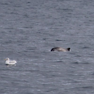 Seagull on water with a dolphin dorsal fin visible nearby.