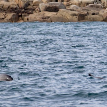 Two porpoises swimming near a rocky shoreline.