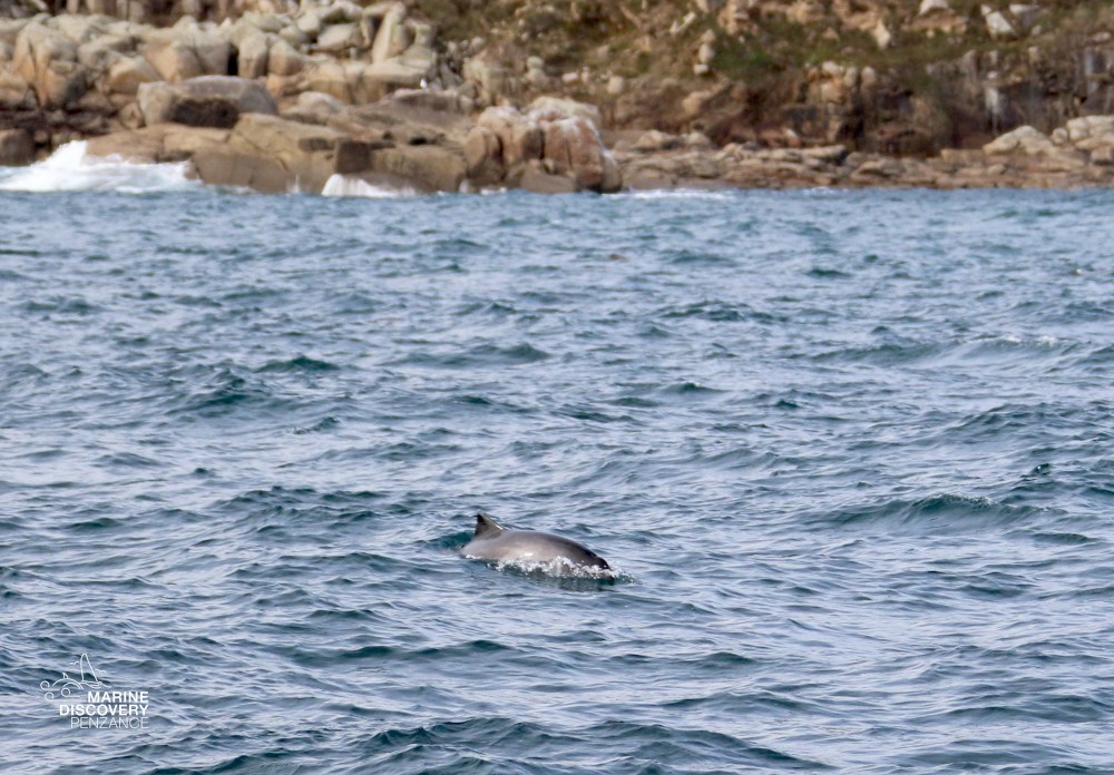 Porpoise swimming in ocean near rocky shoreline.