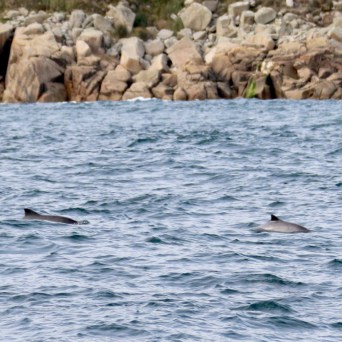 Two dolphins swimming near rocky shoreline in the sea.