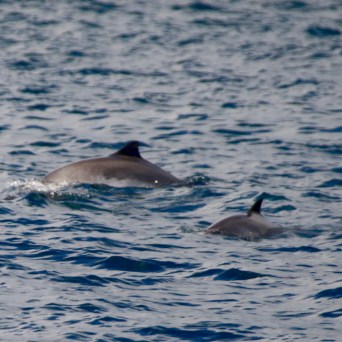 Dolphins swimming in the ocean on a sunny day.