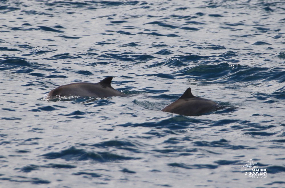 Two porpoises swimming in the ocean with dorsal fins above water.